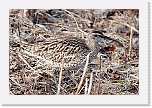 pikkukuovi Whimbrel 244 * 2535 x 1690 * (3.59MB)